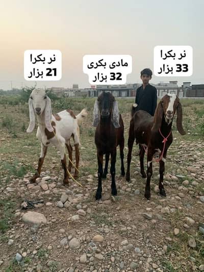 3 three goats for sell