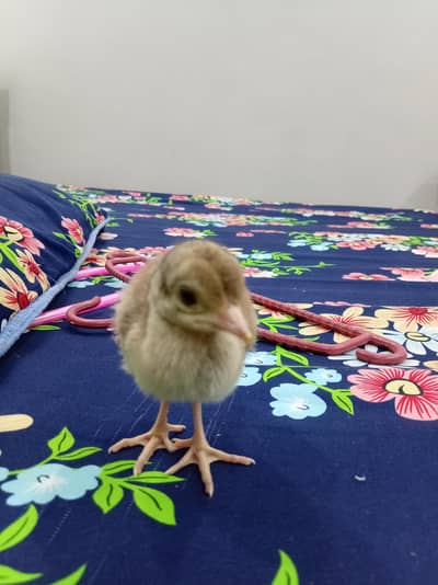 Peacock chicks For sale