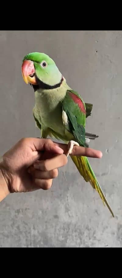 raw Parrots male full hndtme talking for sale wtsp 03204847881