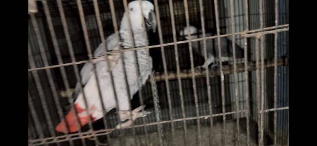 African grey parrot pair for sal