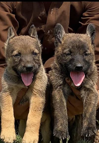 Belgium Shepherd piar for sale available full security dog