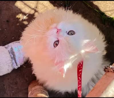 female cat triple coat very healthy and active playful