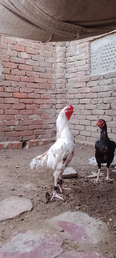 Heera chena aseel