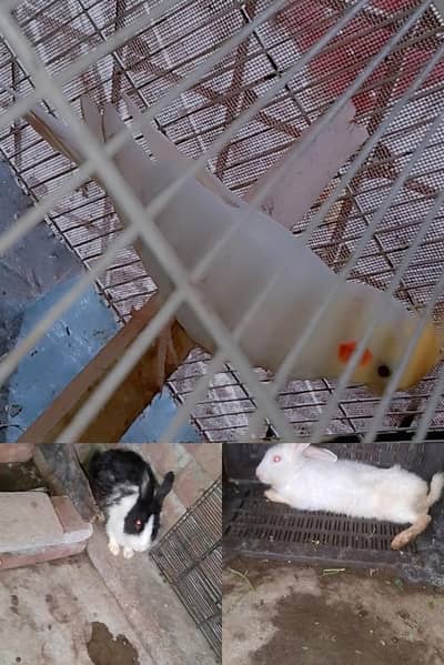 cocktail male  and angura cross female