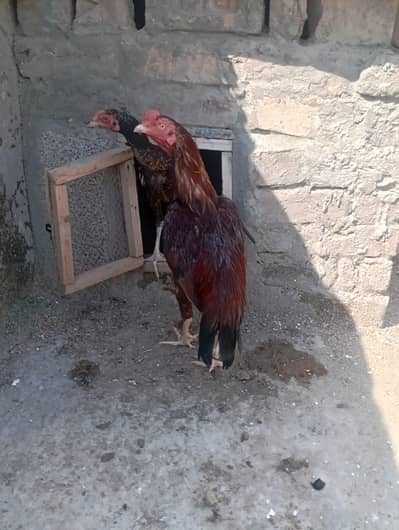 aseel pair for sale