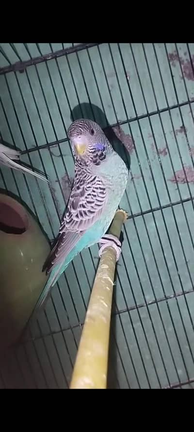 Blackface Budgies Pair