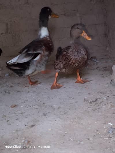 for sale