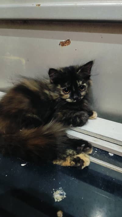 Brown Persian Kitten