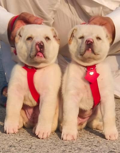 alabai dog male female for sale available age 2 month