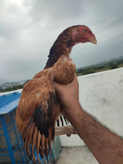 aseel minawali hen