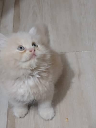 Persian Kitten