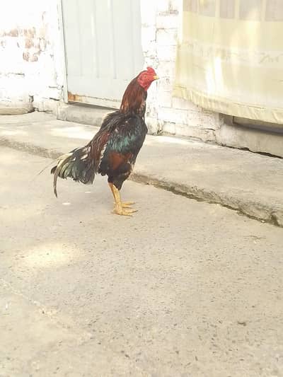 Aseel pair for sale