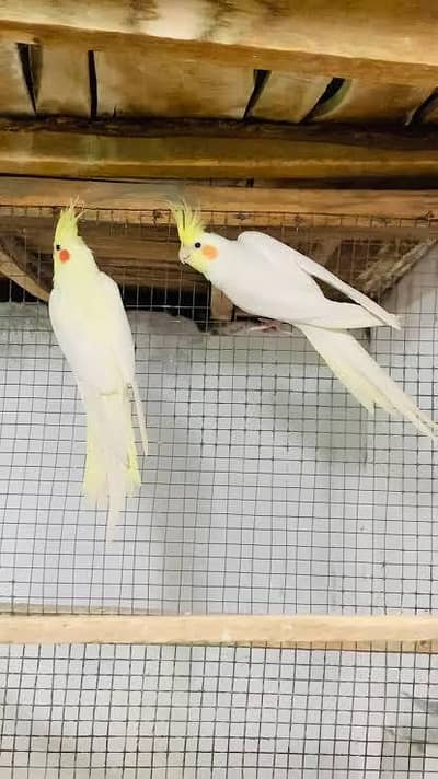 Cream Cocktail Breeder Pair  (Red eyes)