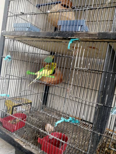 Good Condition with Budgies