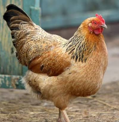 Desi hen for seel price 1400 per ak