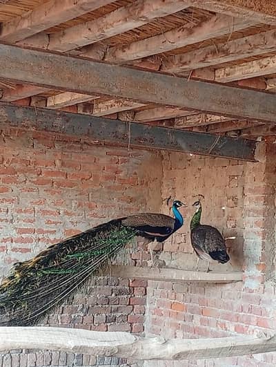 peacocks for sale