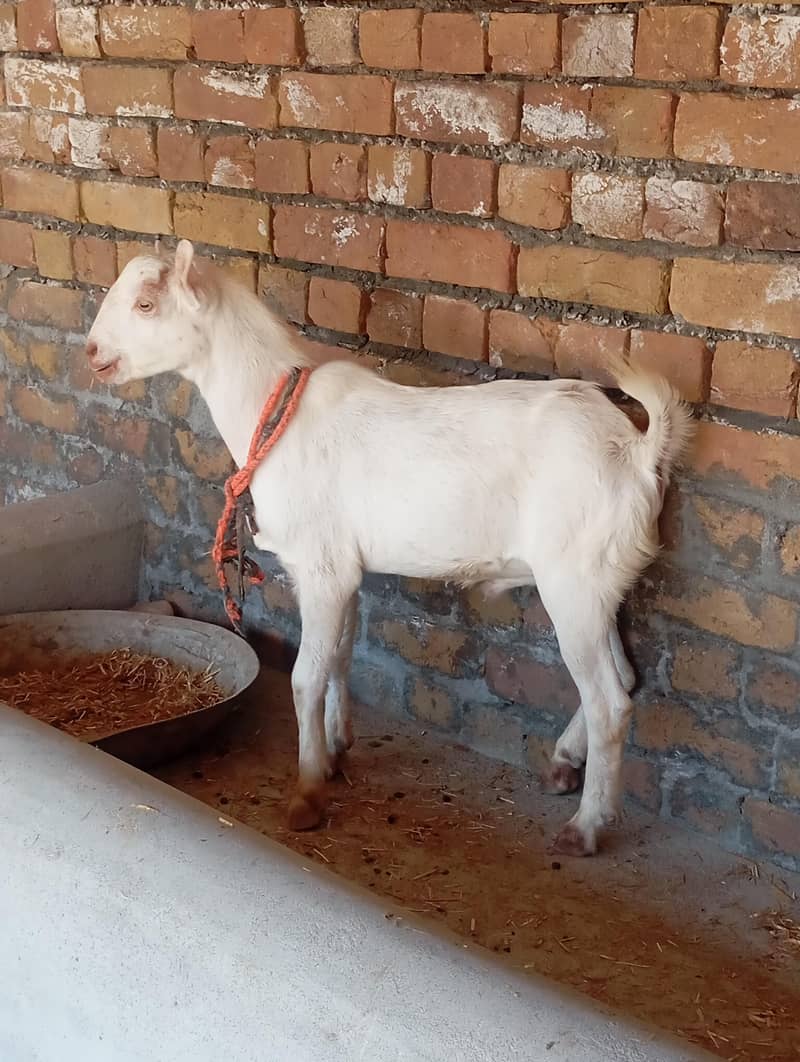 کالی بیتل بکری اور سفید ٹیڈی بکرہ برائے فروخت 3