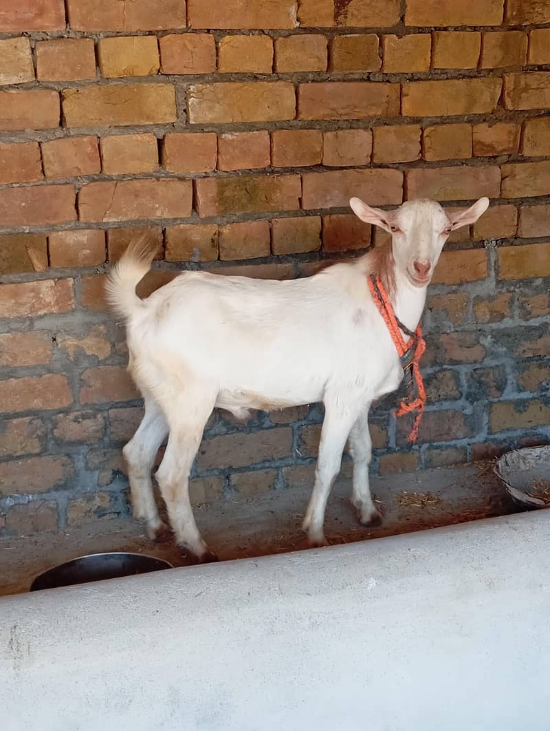 کالی بیتل بکری اور سفید ٹیڈی بکرہ برائے فروخت 6
