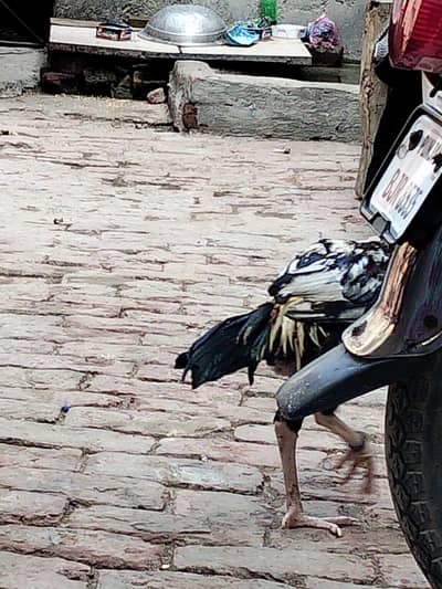 haseel murgiyan available Hain Shamu ka kras