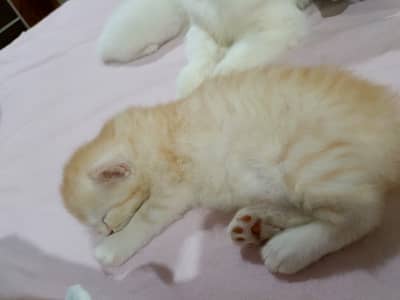 Ali cats saler