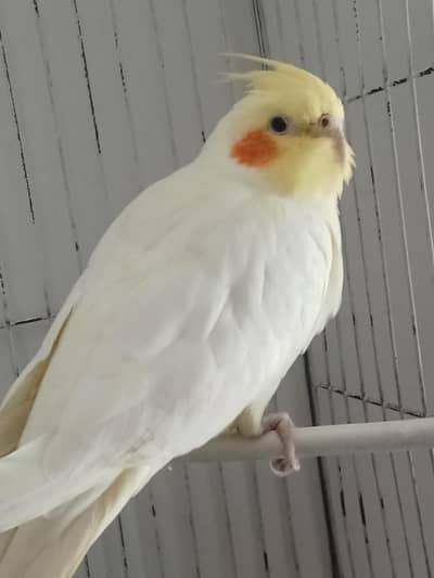 Cockatiel female lutino