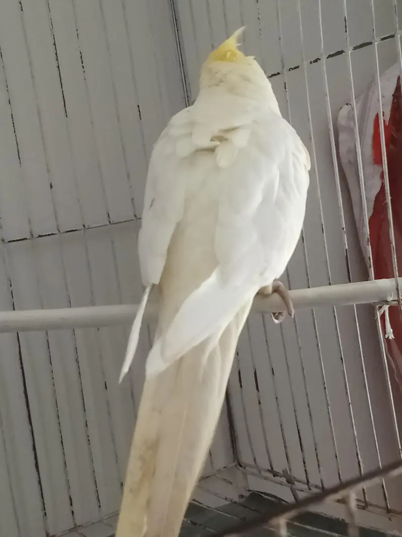 Cockatiel female lutino — photo 2