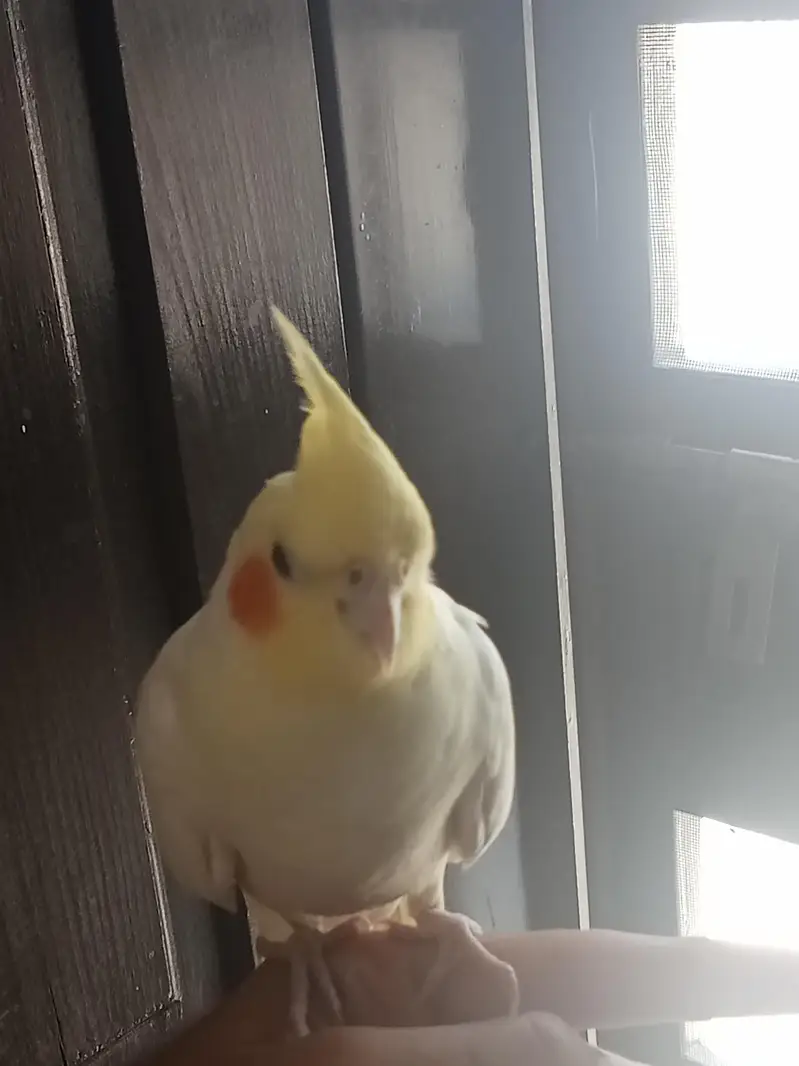 Cockatiel female lutino — photo 3