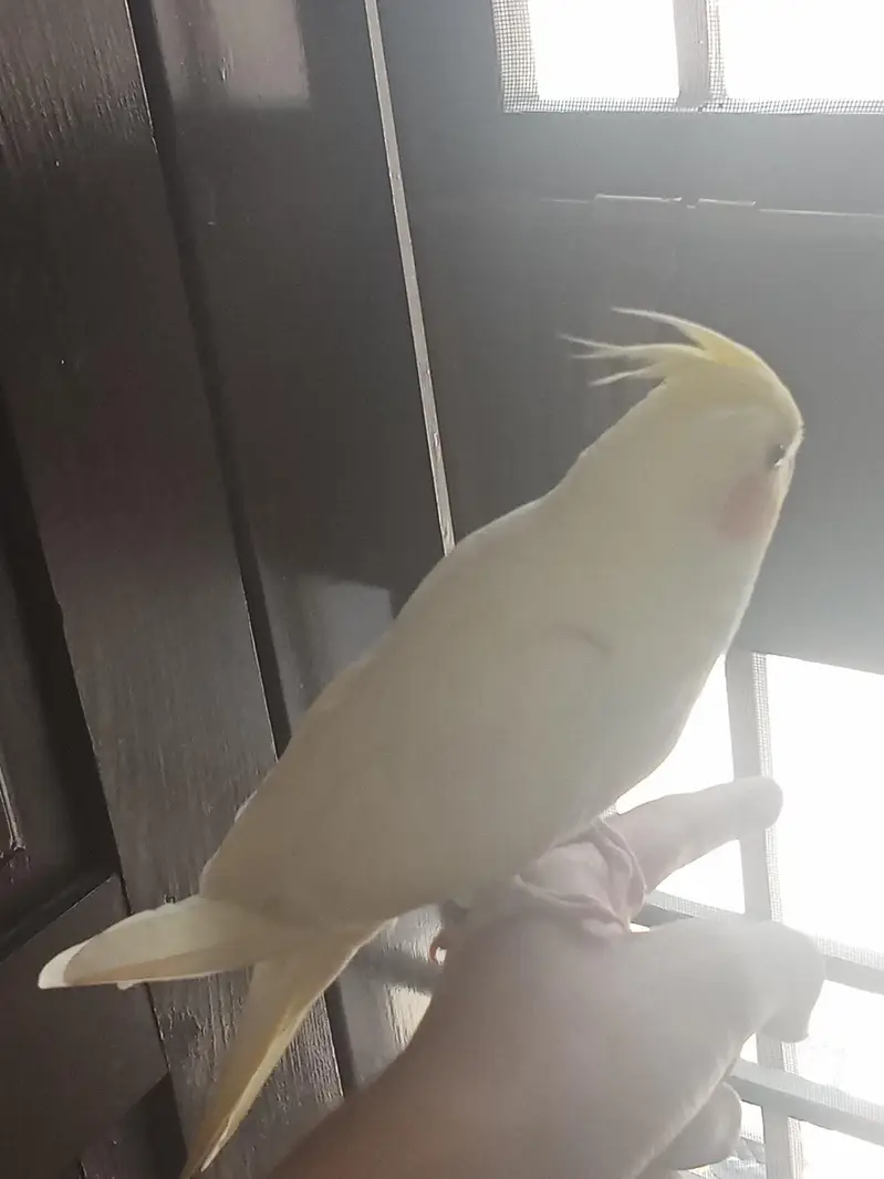 Cockatiel female lutino — photo 4