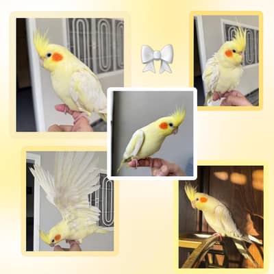 Handtamed Cockatiel