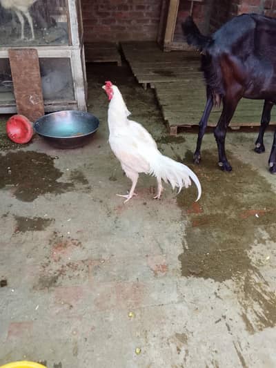 heera breed murgay white nok nali active and healthy