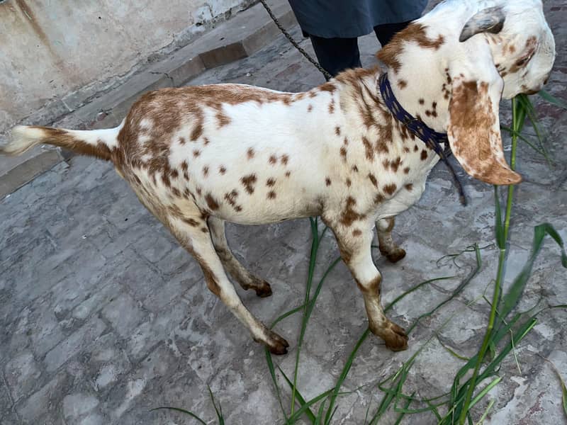 Bakra 1