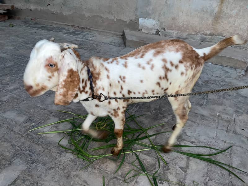 Bakra 2
