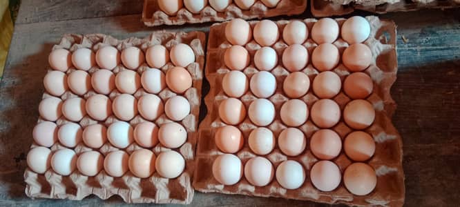 Organic Desi Eggs – 100% Fresh & Natural