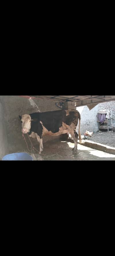 freizen cow for sale