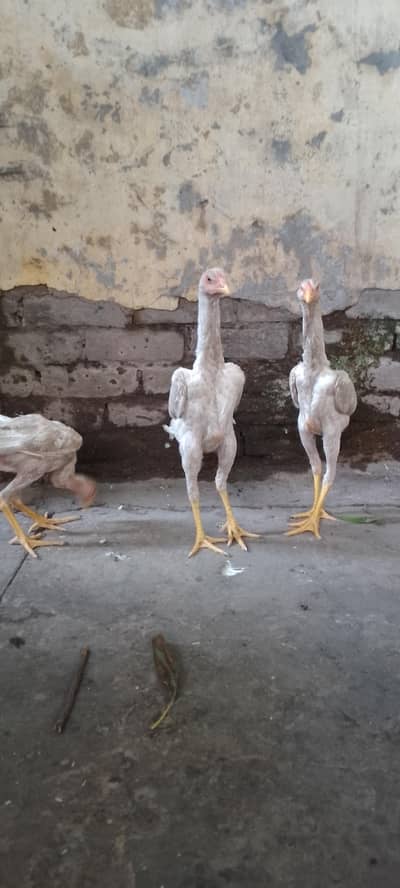 1 male 2 female 21000,per peace 7000. whtup 03044745459