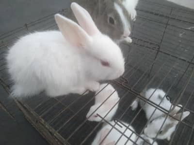 Rabbit Babies