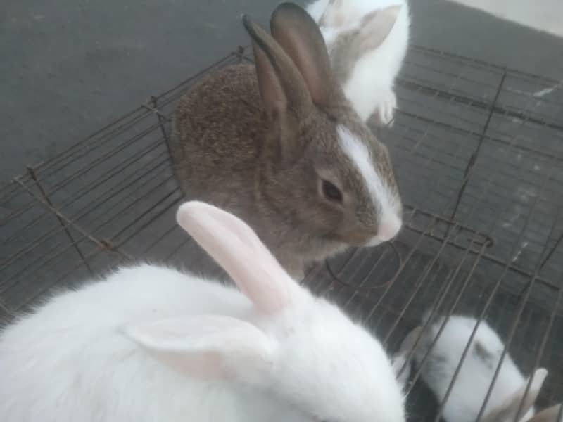Rabbit Babies 1