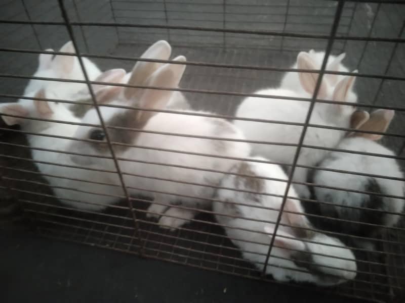 Rabbit Babies 2
