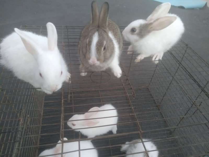 Rabbit Babies 3