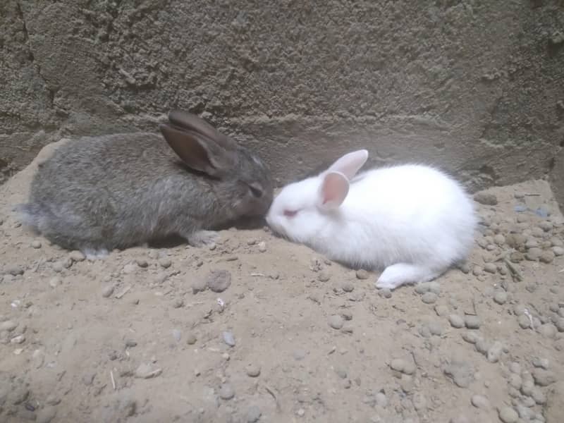 Rabbit Babies 4