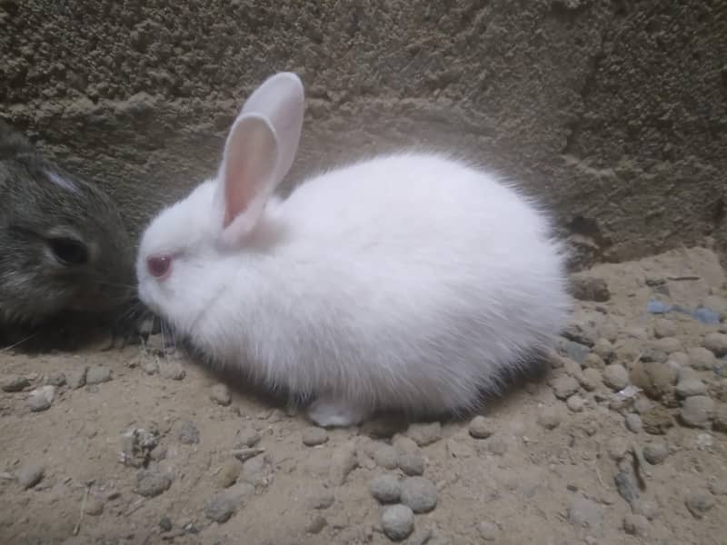 Rabbit Babies 5