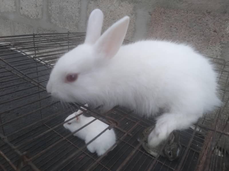 Rabbit Babies 7