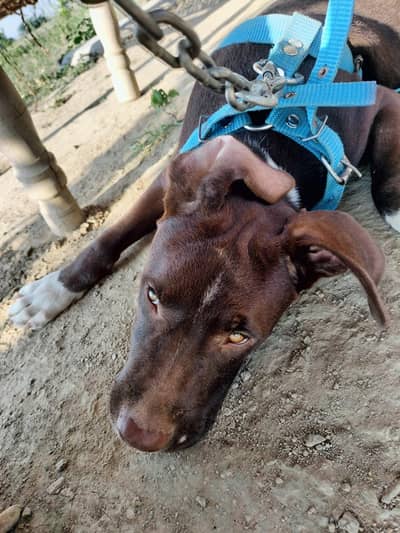 American pitbull terrier puppy for sale