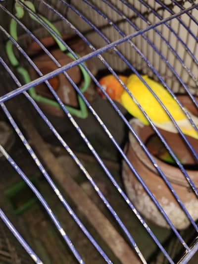2 Full Breeders Love Birds Pair.