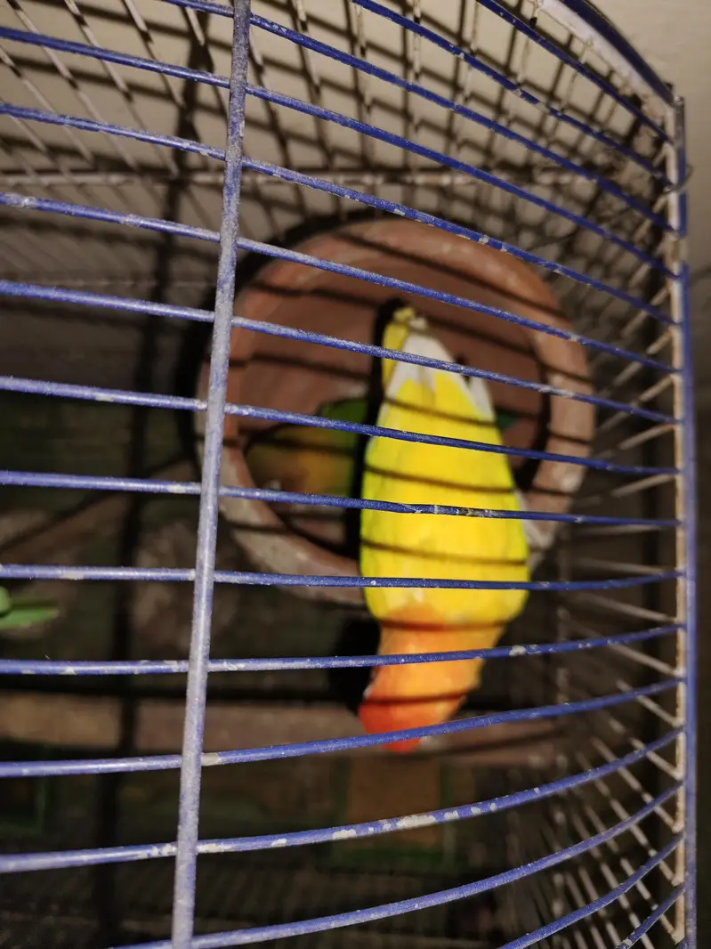 2 Full Breeders Love Birds Pair. — photo 2