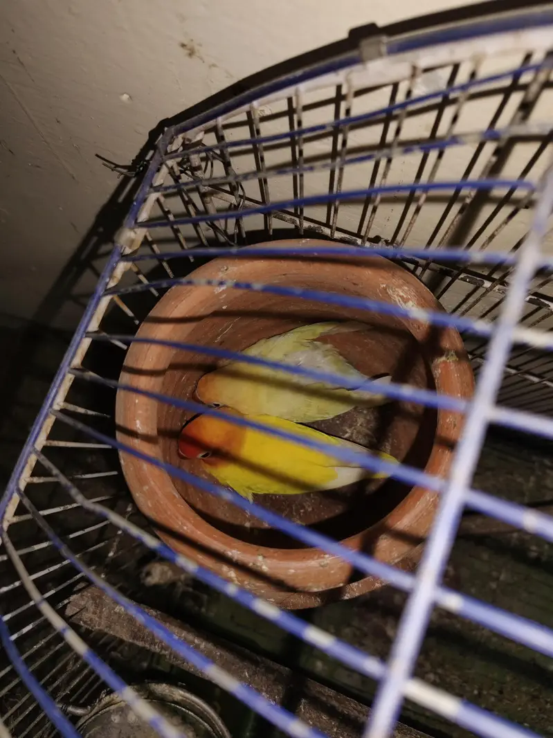 2 Full Breeders Love Birds Pair. — photo 3