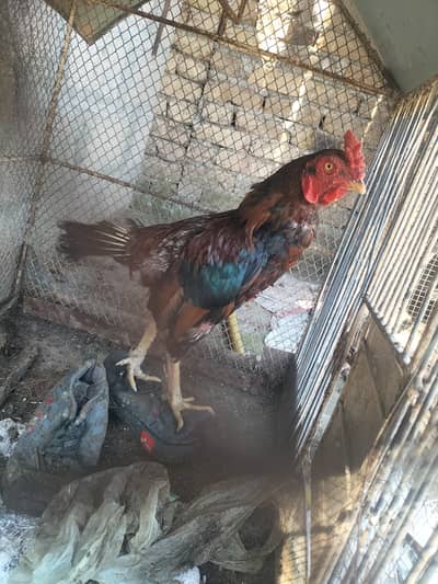 Aseel pair for sale