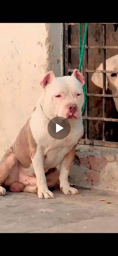 American bully