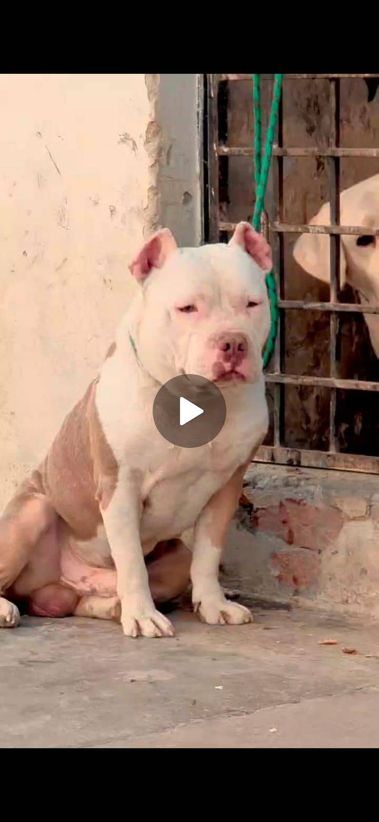 American bully 0
