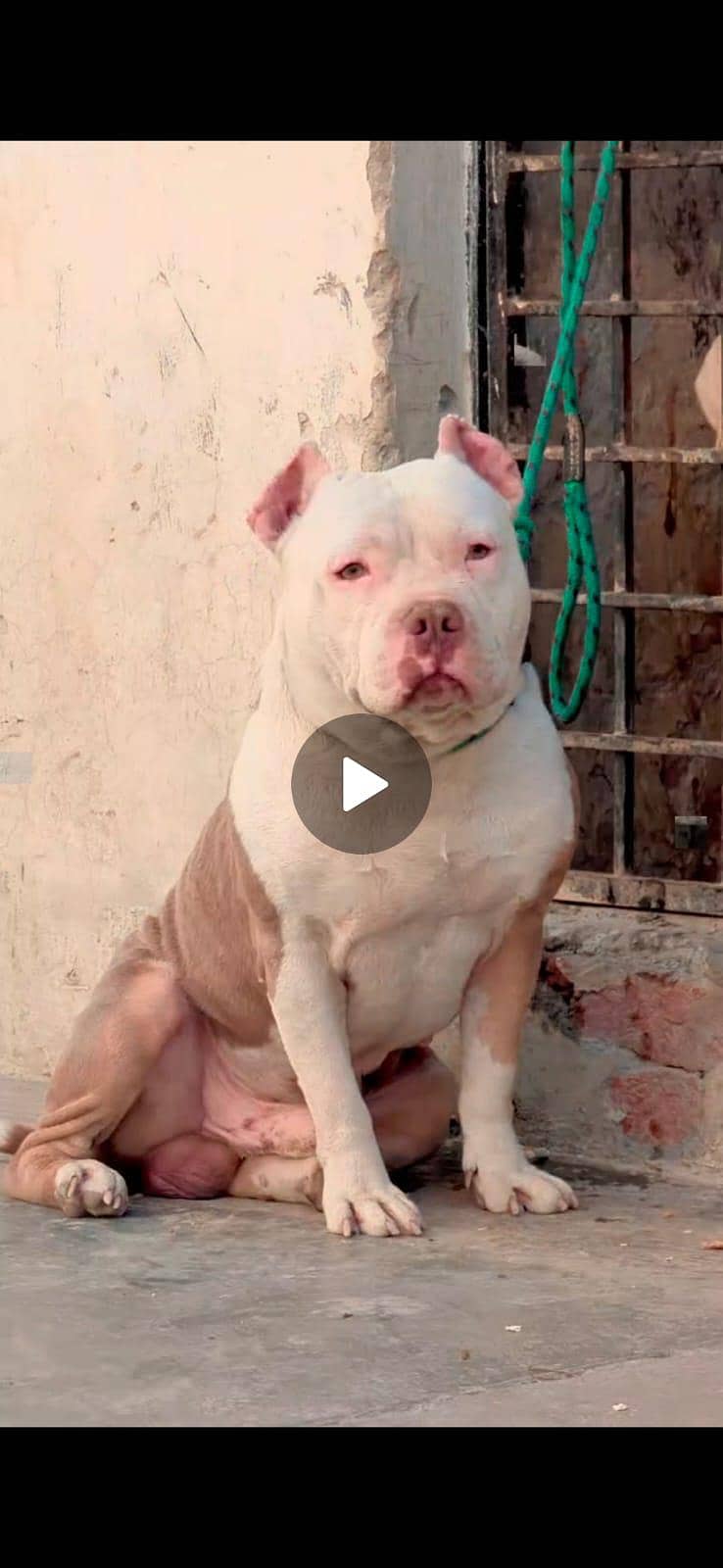 American bully 1